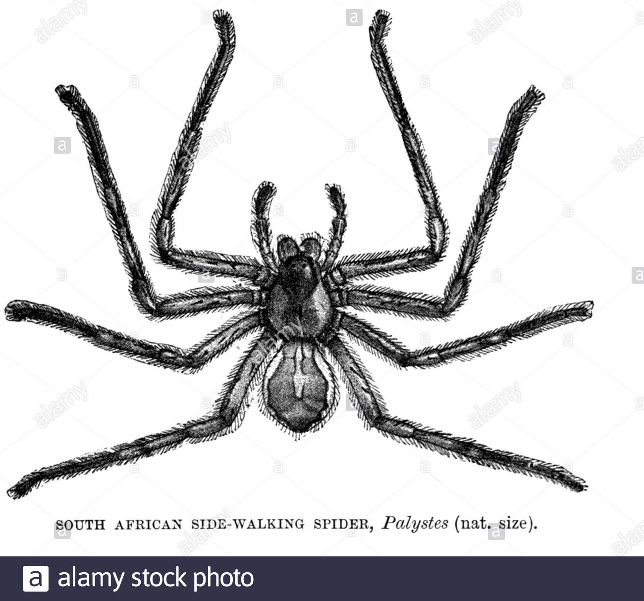South African Side Walking Spider, vintage illustration from 1896 Stock Photo