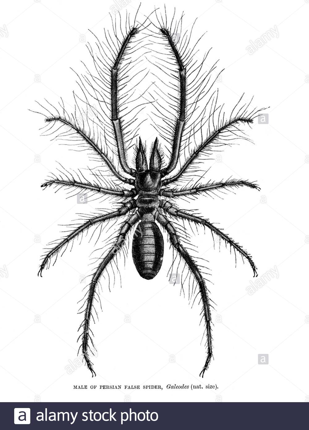 Persian False Spider, vintage illustration from 1896 Stock Photo