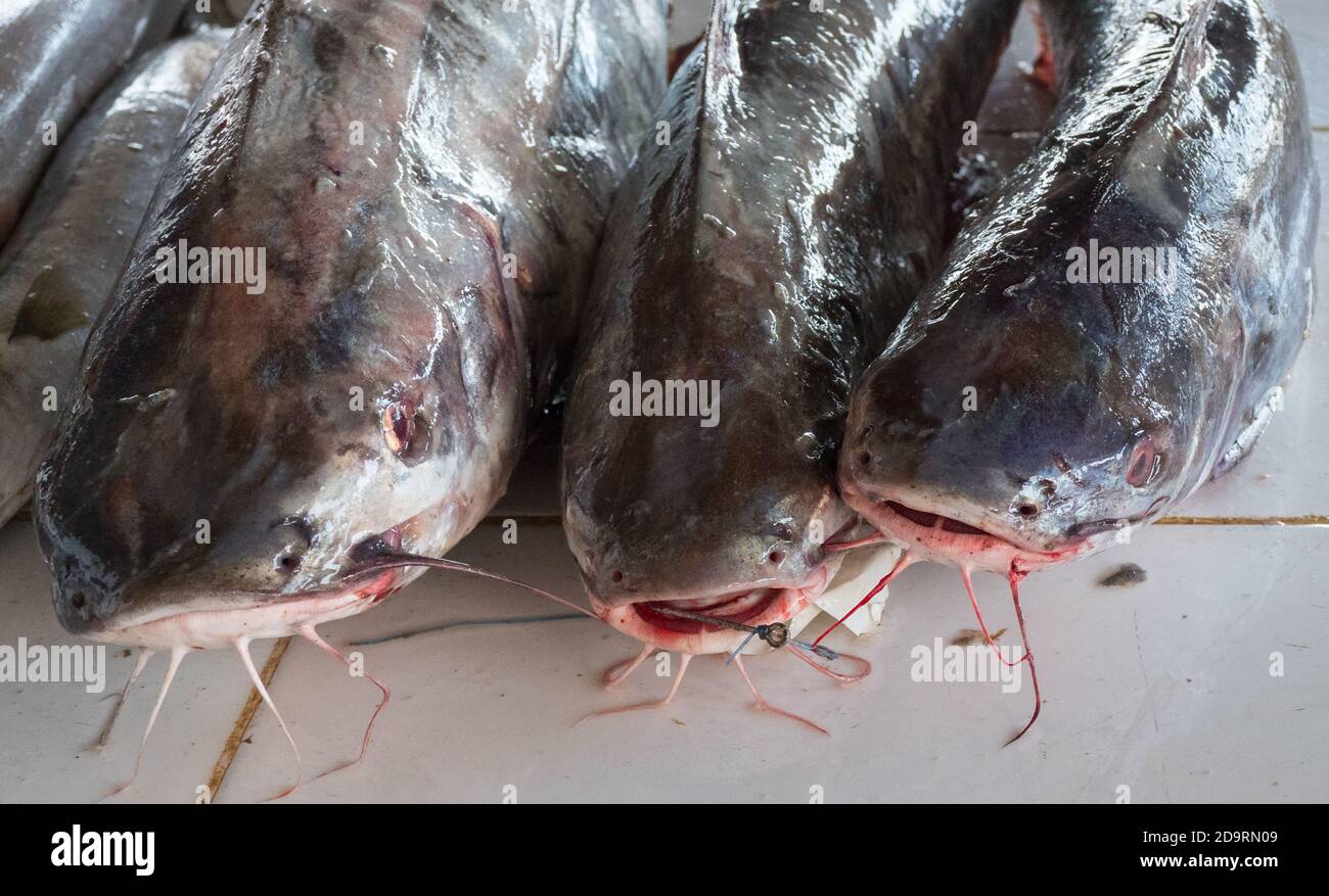 Close-up of wet fish for sale at the Barka fish market near Muscat, Oman Stock Photo