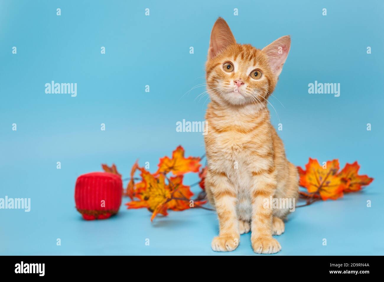 Small red kitten and autumn leaves on a blue background Stock Photo