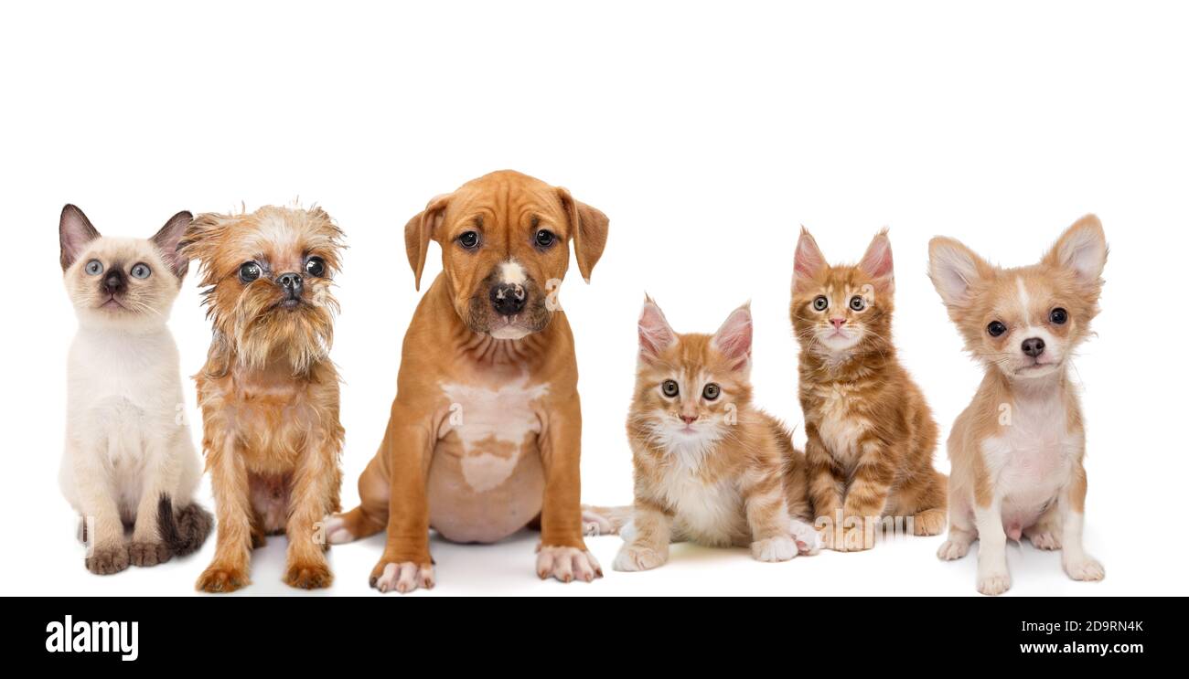 Fluid Therapy: Electrolytes for Puppies \u0026 Kittens, image size:1300x743