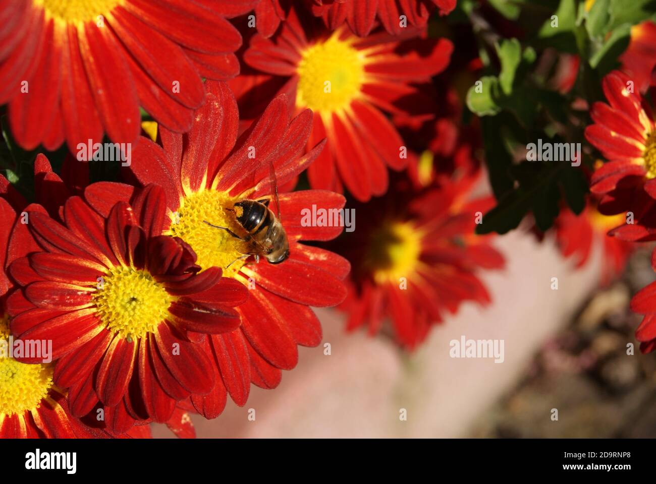 Honey bee pollinates red aster on an autumn day in Hesse, Germany Stock Photo