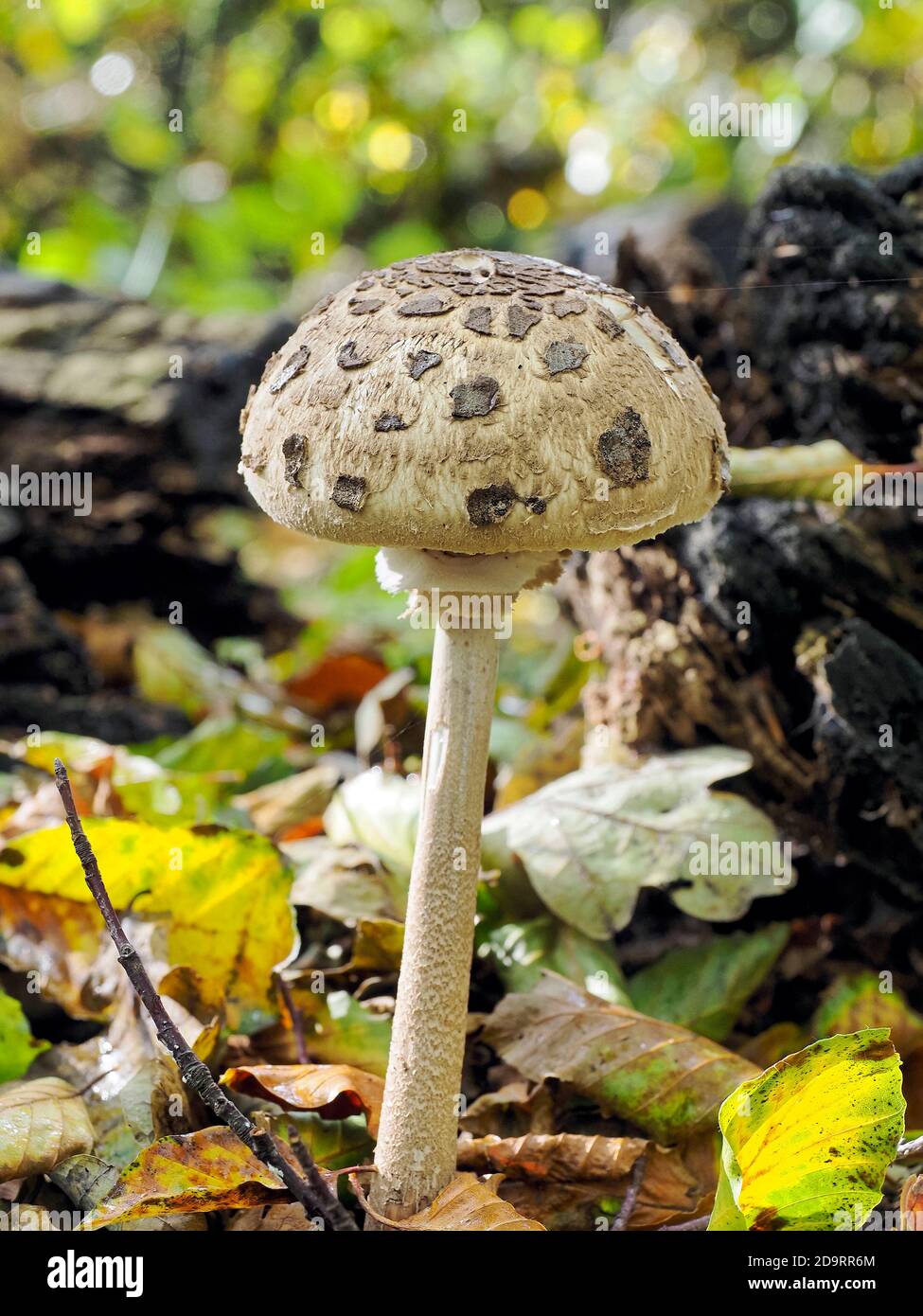 Immature Parasol Mushroom (Nacropeiota procera) growing in a woodland clearing. Stock Photo