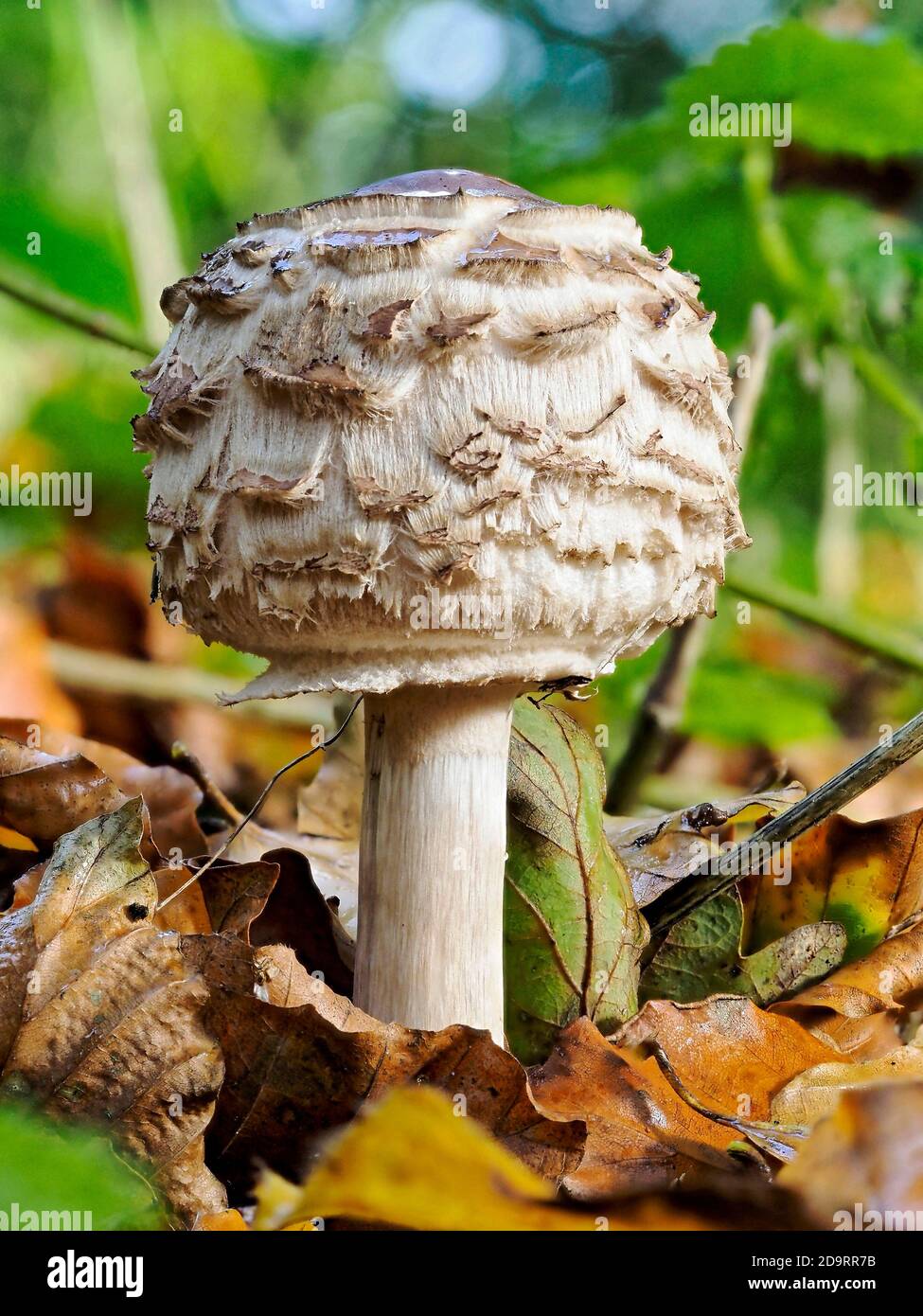 Immature Shaggy Parasol Mushroom (Macrolepiota procera) growing on the edge of woodland in Norfolk. Stock Photo