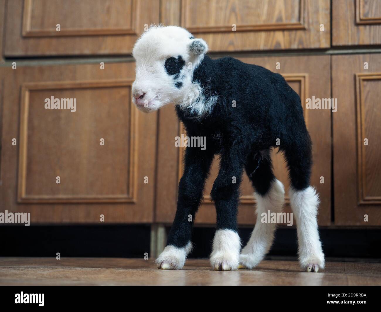 Unique lamb a hybrid of sheep and goat bred in Russia Stock Photo Alamy