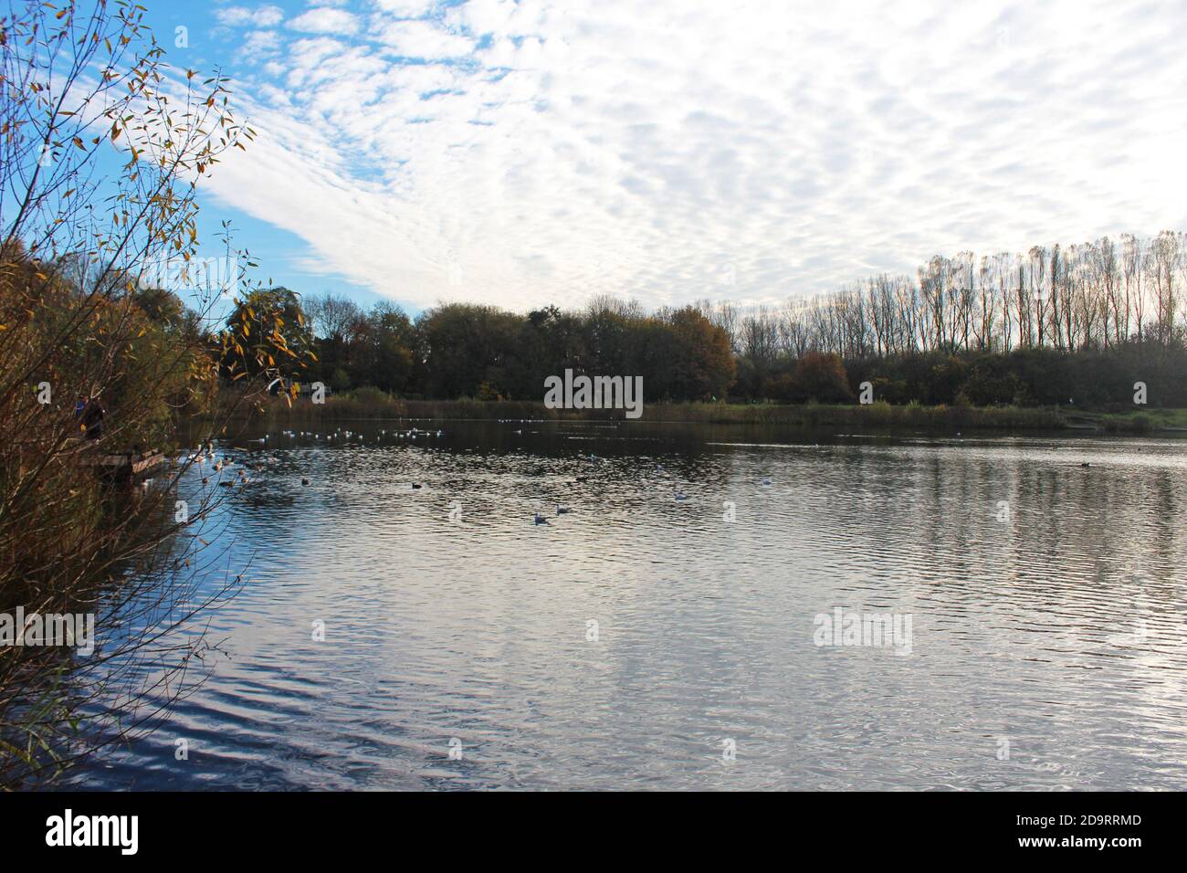Beautiful scenery of Chorlton water park in England, big calm lake with birds, patchy clouds, bushes and trees on the banks Stock Photo