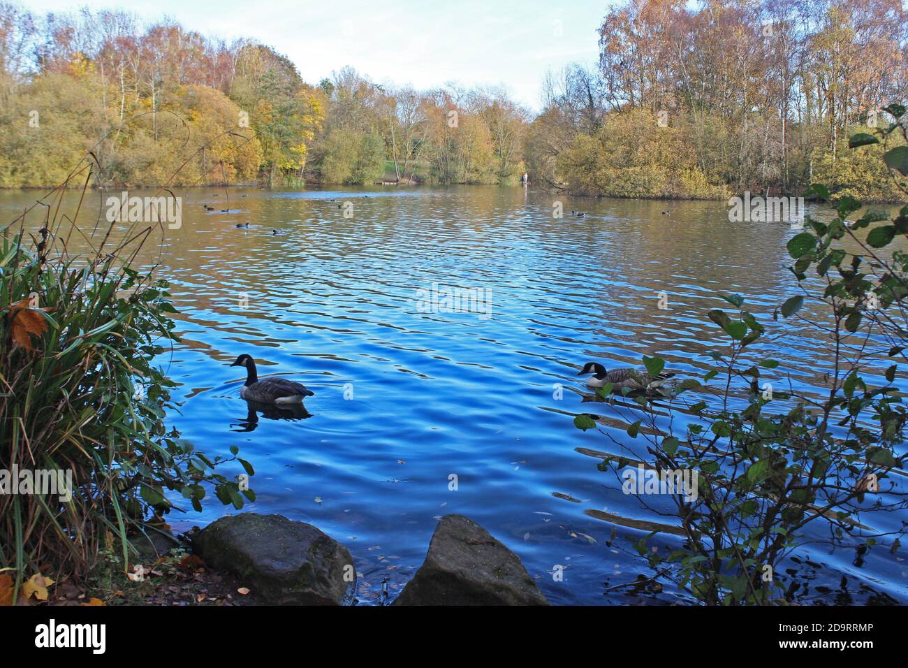 Big blue lake with Canada geese swimming and big autumn bushes and trees on the banks in Chorlton water park, England Stock Photo
