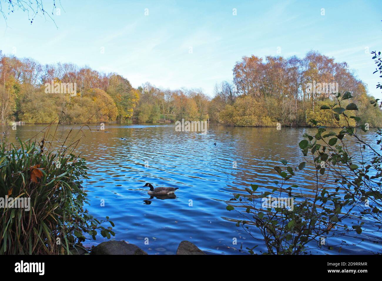 Big blue lake with Canada geese swimming and big autumn bushes and trees on the banks in Chorlton water park, England Stock Photo