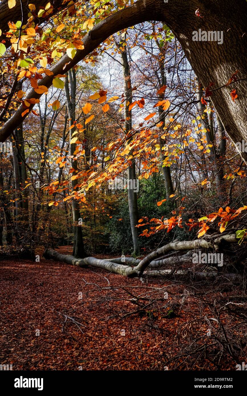 Beech trees in Loughton, Essex, UK November 2020 Epping Forest