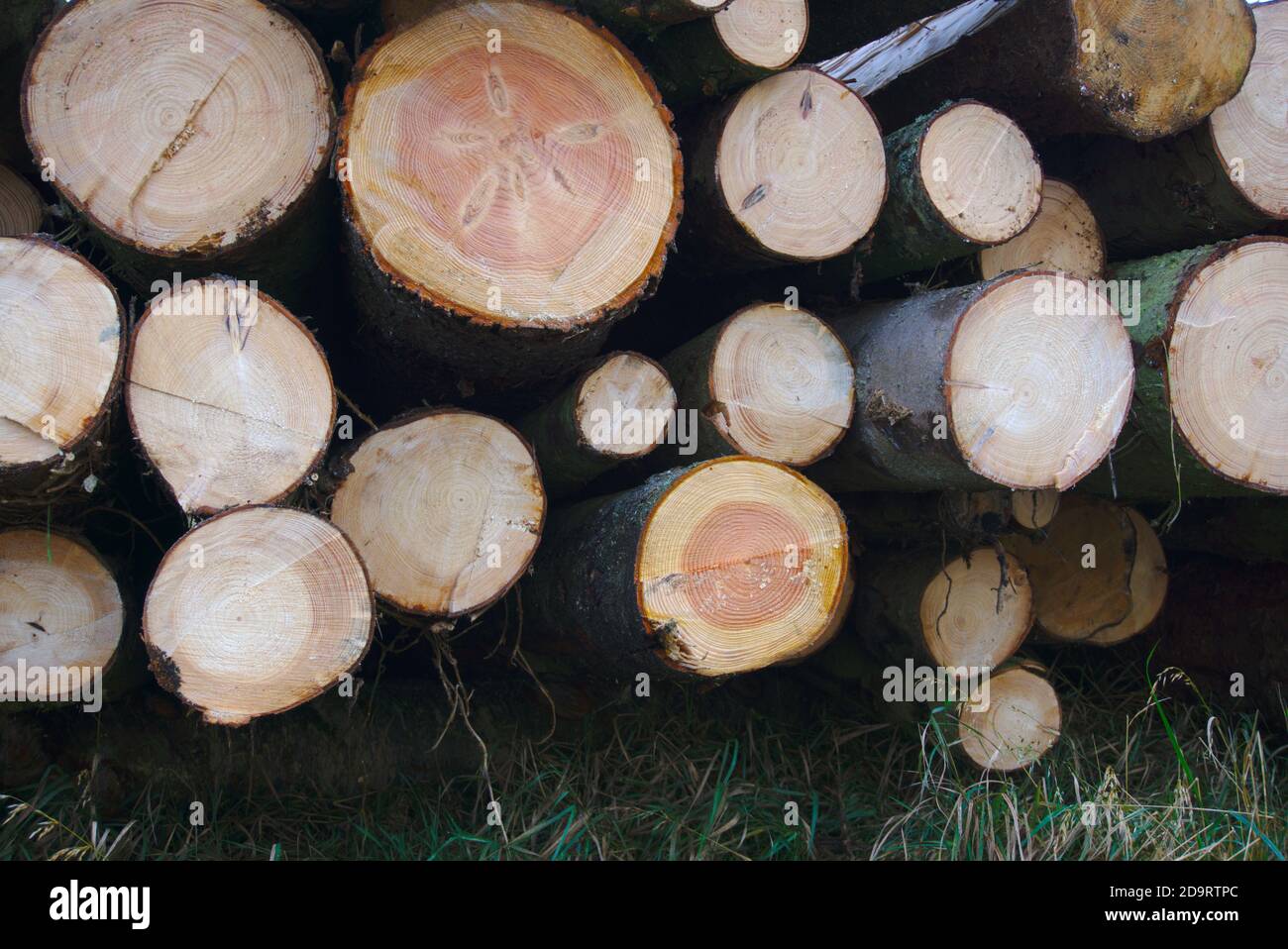 Close-up of pile of severed tree trunks in Ancrum, Roxburghshire, Scottish Borders, Scotland, UK. Stock Photo