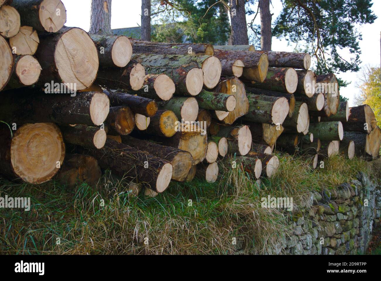 Pile of severed tree trunks in Ancrum, Roxburghshire, Scottish Borders, Scotland, UK. Stock Photo