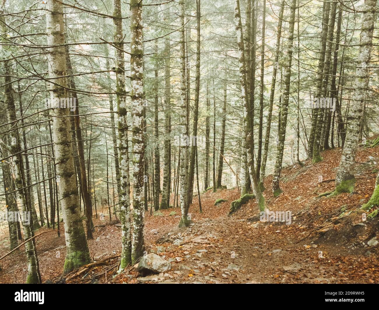 Amazing autumn forest hi-res stock photography and images - Alamy
