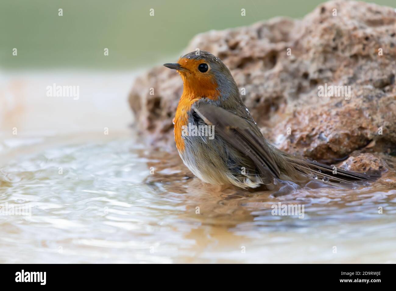 Robin bird at the bathroom Stock Photo Alamy