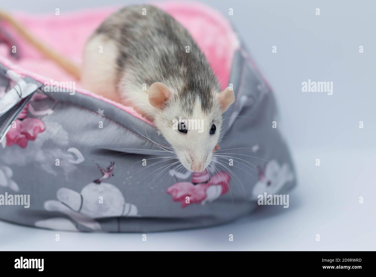 A cute little rat sits in a beautiful soft fabric bed. Pink background. Stock Photo