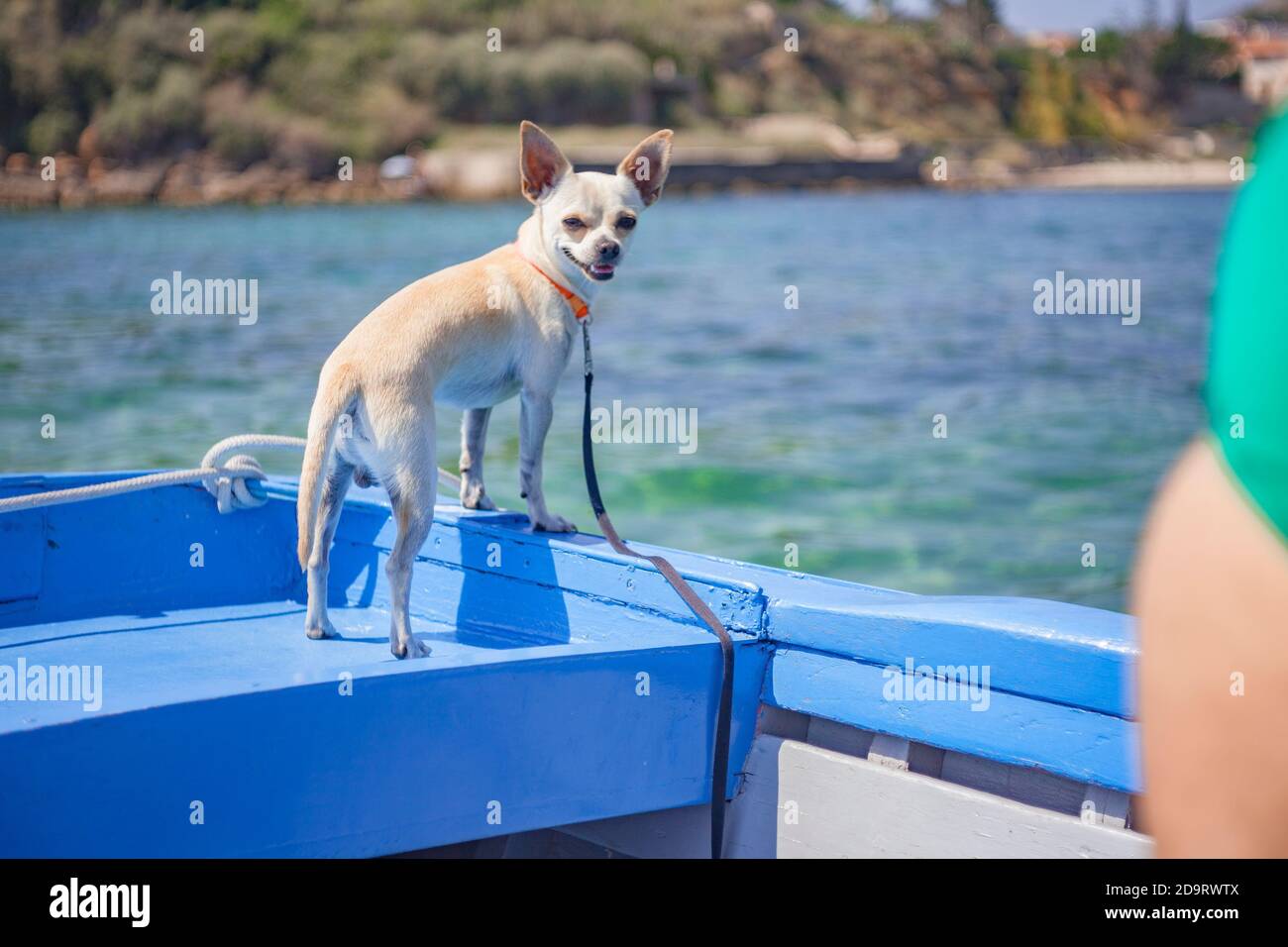Chihuahua travel in the boat Stock Photo Alamy