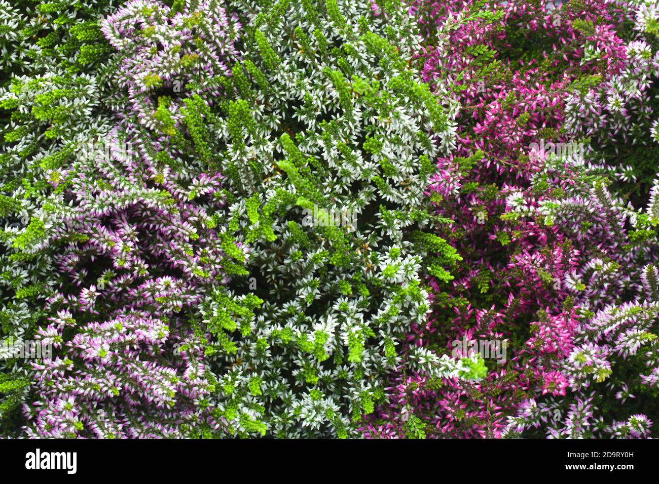 Blooming heather flowers background. Autumn concept. View from above Stock Photo