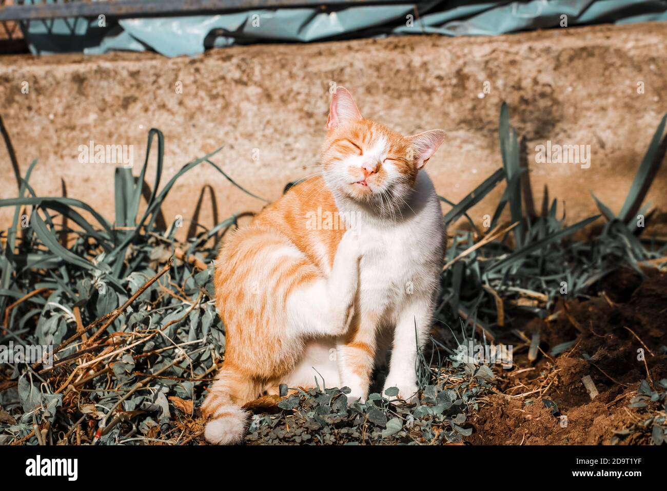 Ginger cat scratching in the sun Stock Photo