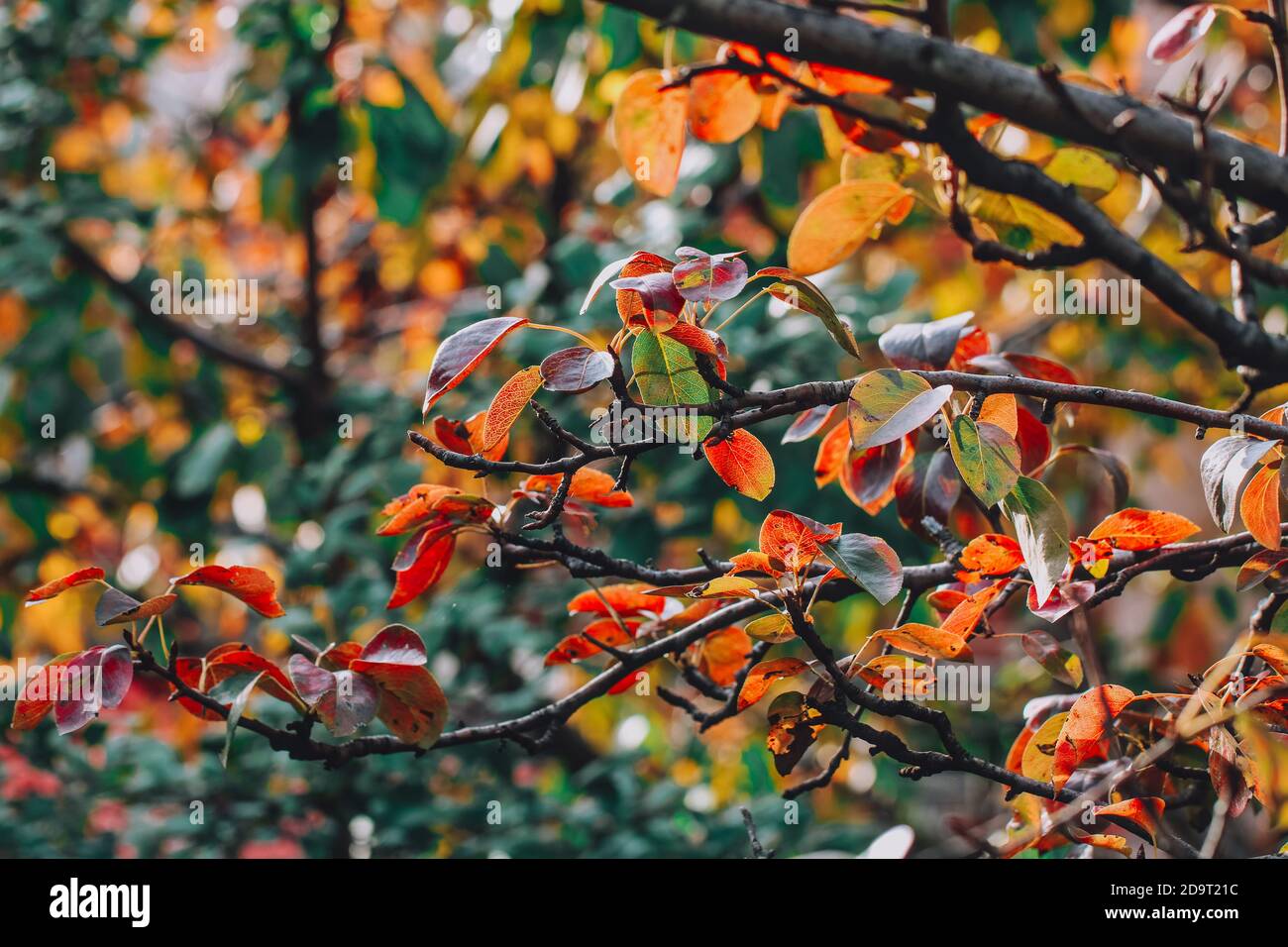 red,yellow, green autumn leaves Stock Photo