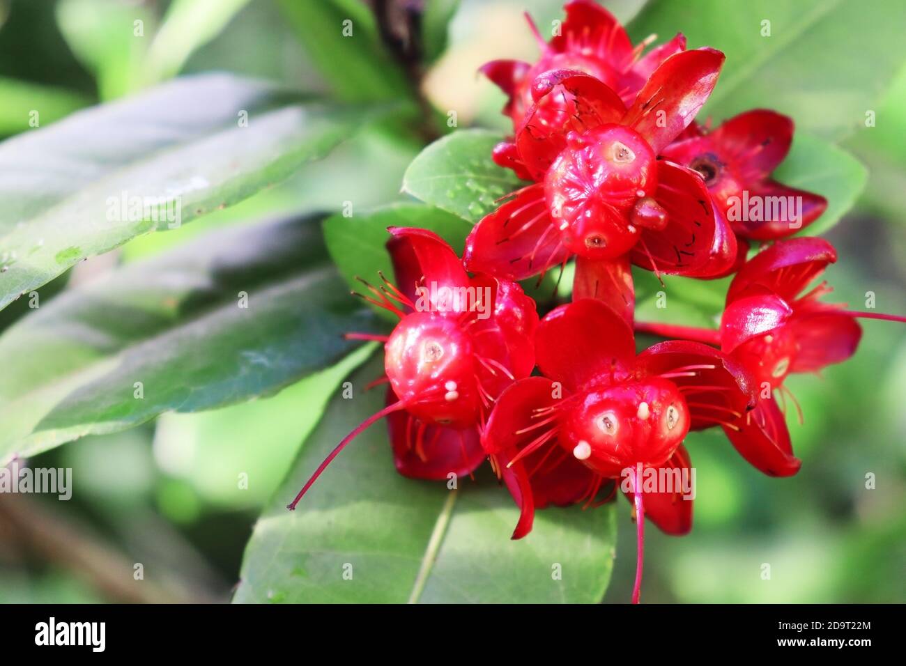 Cleistanthus collinus Thus ‘Madara’ flower seems very much indigenous to Sri Lanka,The flower Madara, probably due to its rarity, has been used by wri Stock Photo