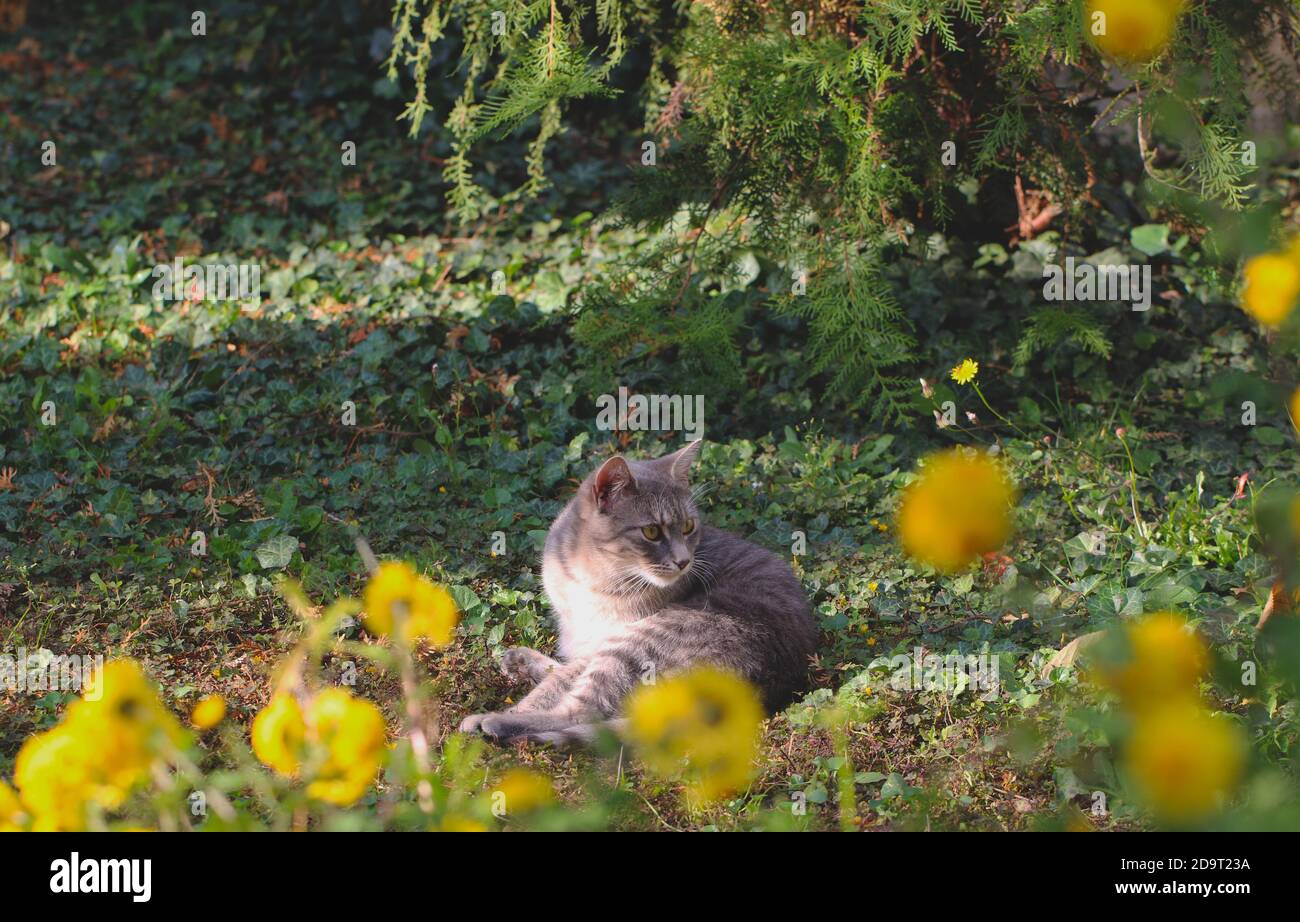 A cat in a green and yellow garden Stock Photo