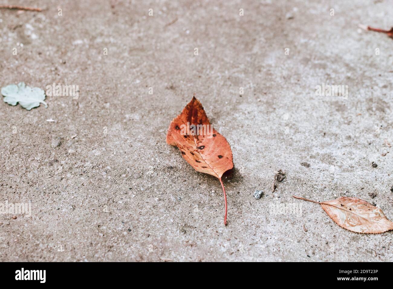 Autumn leaf on the ground Stock Photo