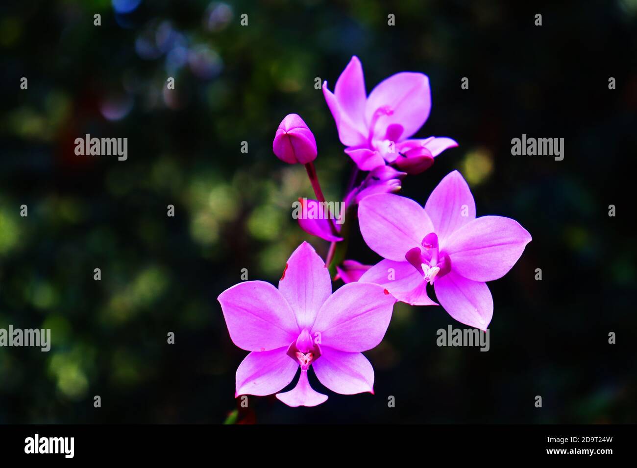 large purple orchid[3] is an evergreen, terrestrial plant with crowded pseudobulbs, three or four large, pleated leaves and up to forty resupinate, pi Stock Photo