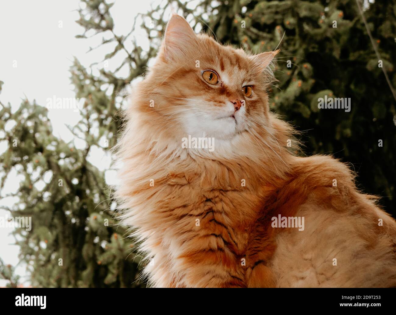 Ginger cat and a pine tree Stock Photo Alamy