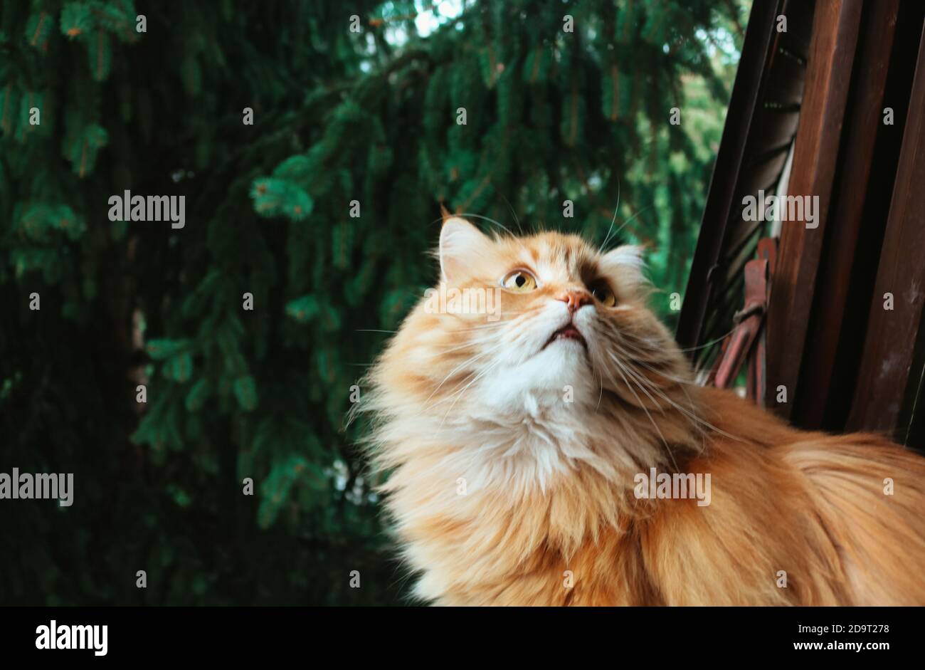 White and yellow cat looking up Stock Photo