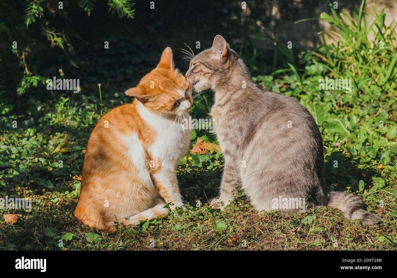 Family of two cats Stock Photo