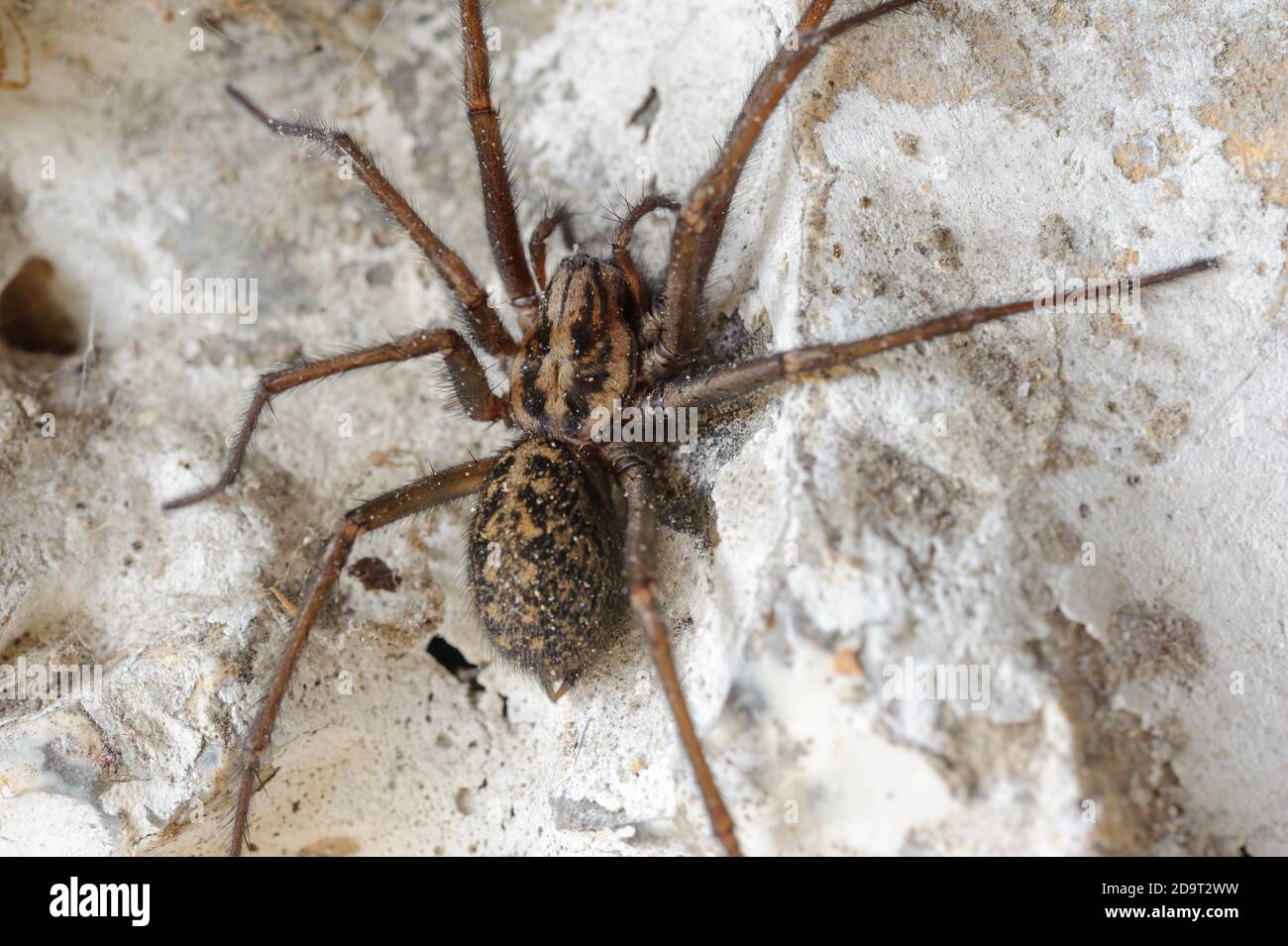 Giant House Spider (Tegenaria Gigantea, Eratigena Atrica) Stock Photo