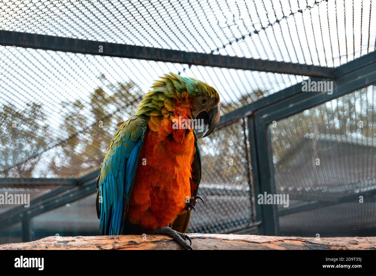 Picture of Closeup of a cute blue-and-gold macaw parrot in the cage Stock Photo ...