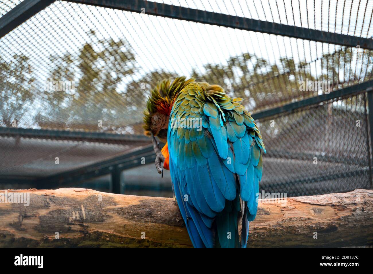 Closeup of a cute blue-and-gold macaw parrot in the cage Stock Photo ...