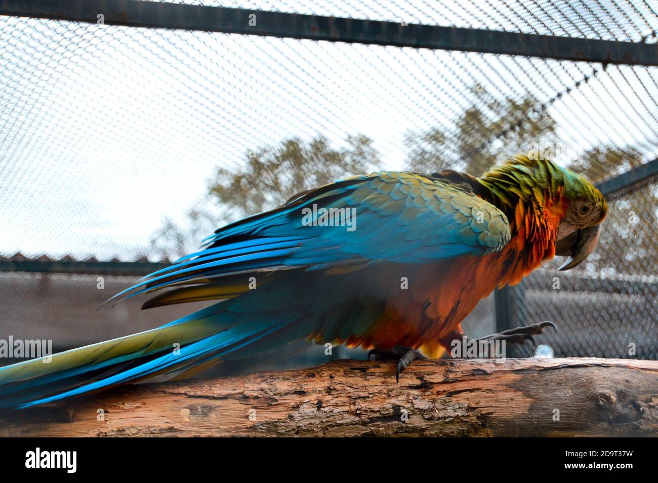 Curated visual reference: Closeup Of A Cute Blue And Gold Macaw Parrot In Photo Inspiration