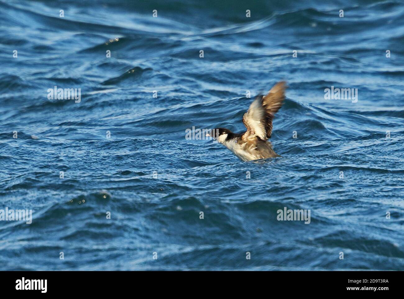 Ancient Murrelet (Synthliboramphus antiquus) adult taking off from sea  Choshi, Chiba Prefecture, Japan          February Stock Photo