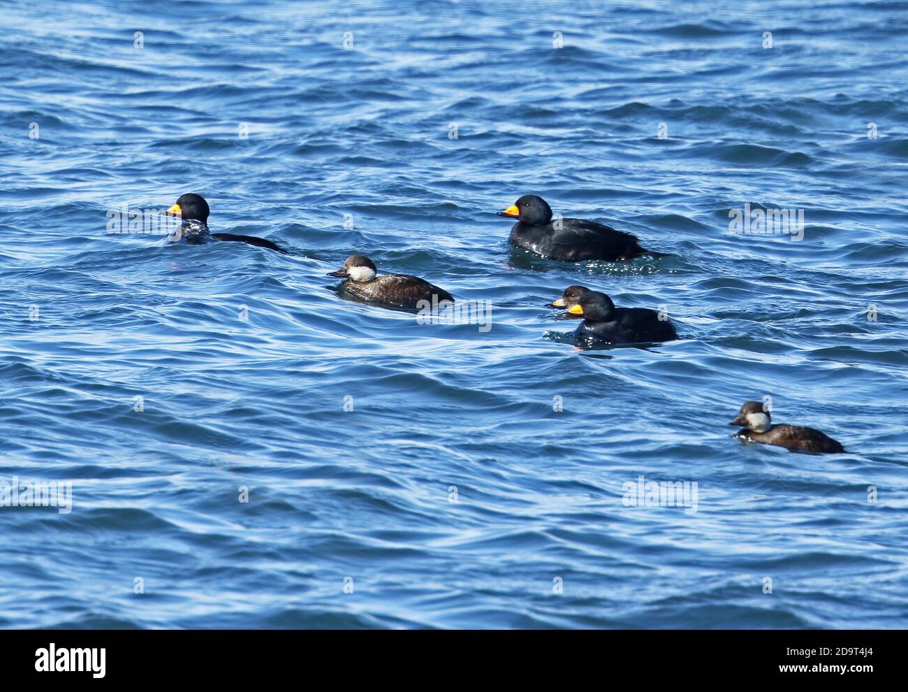 Black Scoter (Melanitta americana) four adult males, one immature male and two females on sea  Cape Nosappu, Hokkaido, Japan     March Stock Photo