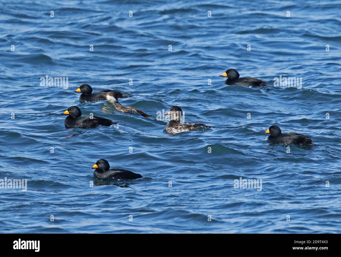 Black Scoter (Melanitta americana) five adult males, one immature male and one female on sea  Cape Nosappu, Hokkaido, Japan     March Stock Photo