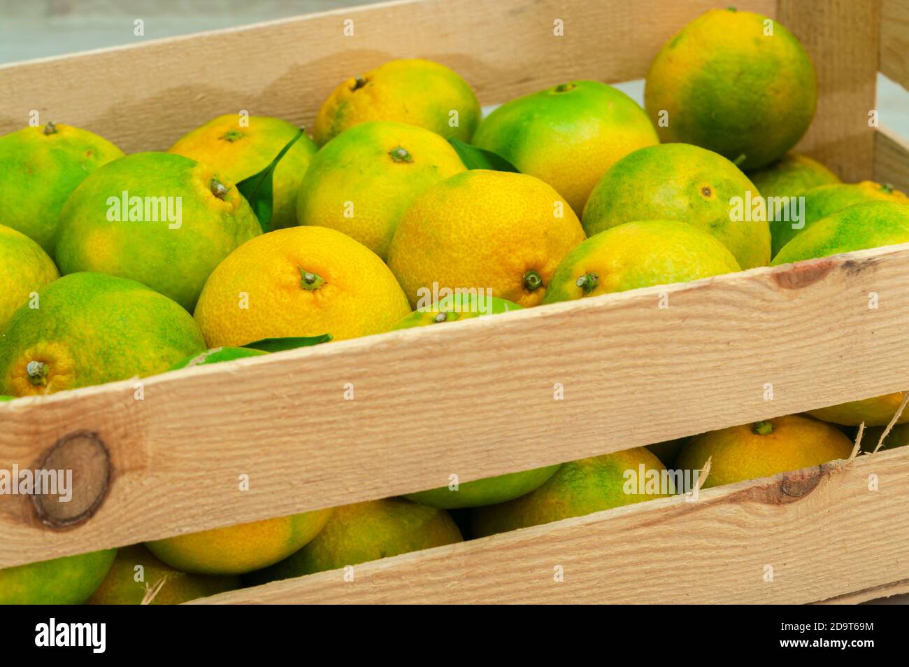 Green ripening freshly plucked tangerine in a wooden box before shipping to the market. Close-up. Stock Photo