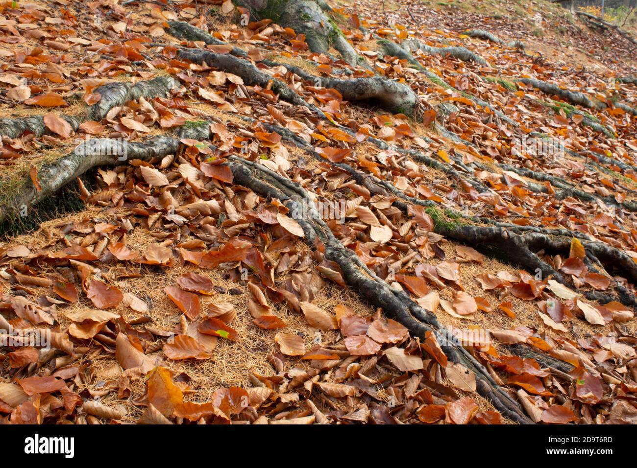 Tree roots covered by autumn leaves on Cannock Chase, Staffordshire, England Stock Photo