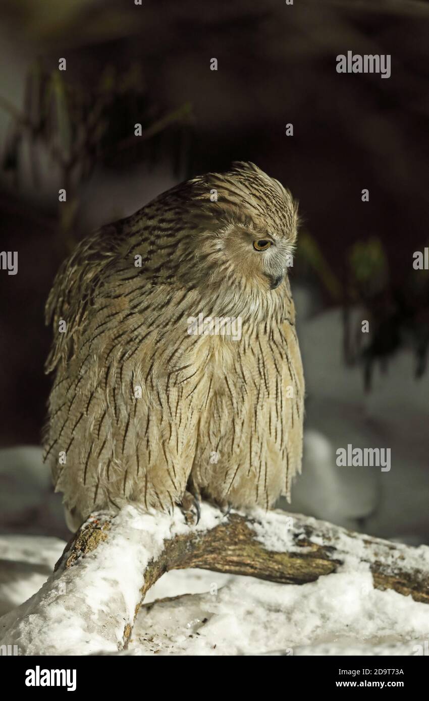 Blakistons eagle owl hires stock photography and images Alamy