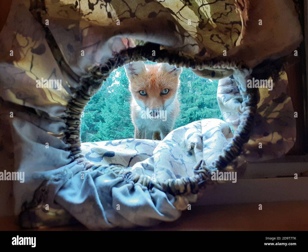Fox spying on a photographer inside a hide. Stock Photo