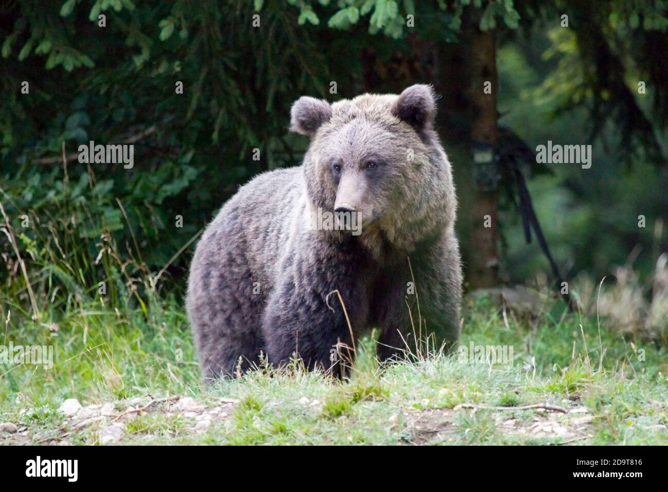 Wild brown bear, Ursus arctos, Slovenia. Stock Photo