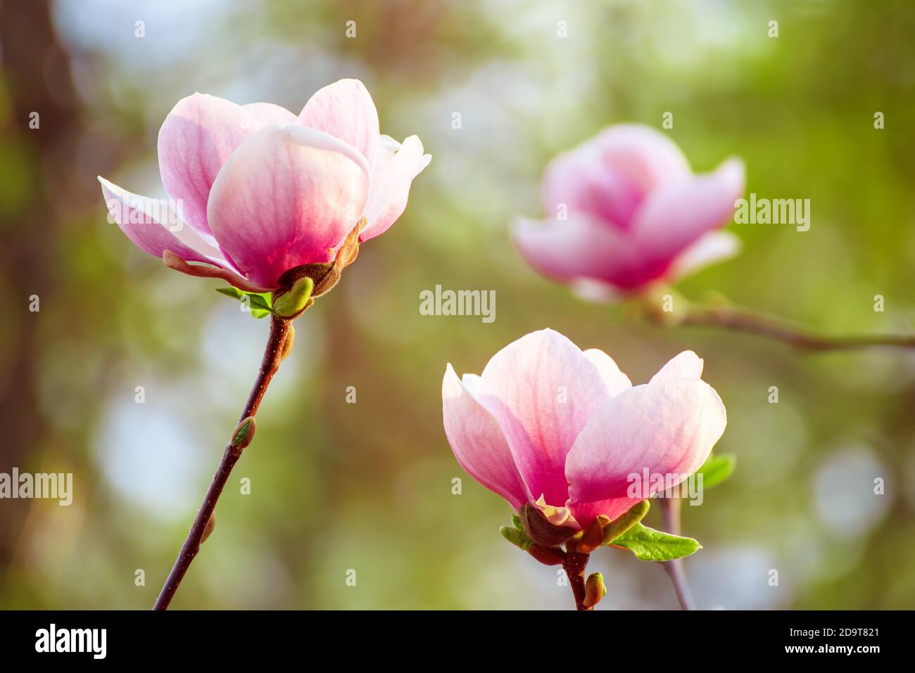 Blossoming of pink magnolia flowers in spring time, floral natural ...