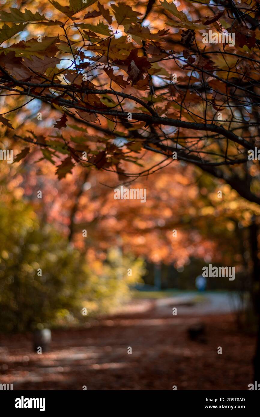 A close up of a tree branch. Orange leaves autumn colours. Orange yellow leaf on tree branch. Stock Photo