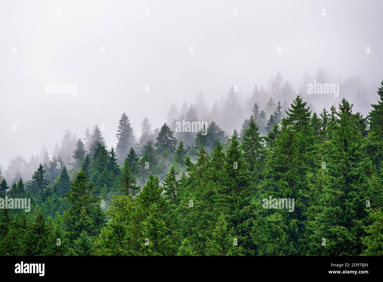 Misty foggy mountain landscape with fir forest and copyspace in vintage ...