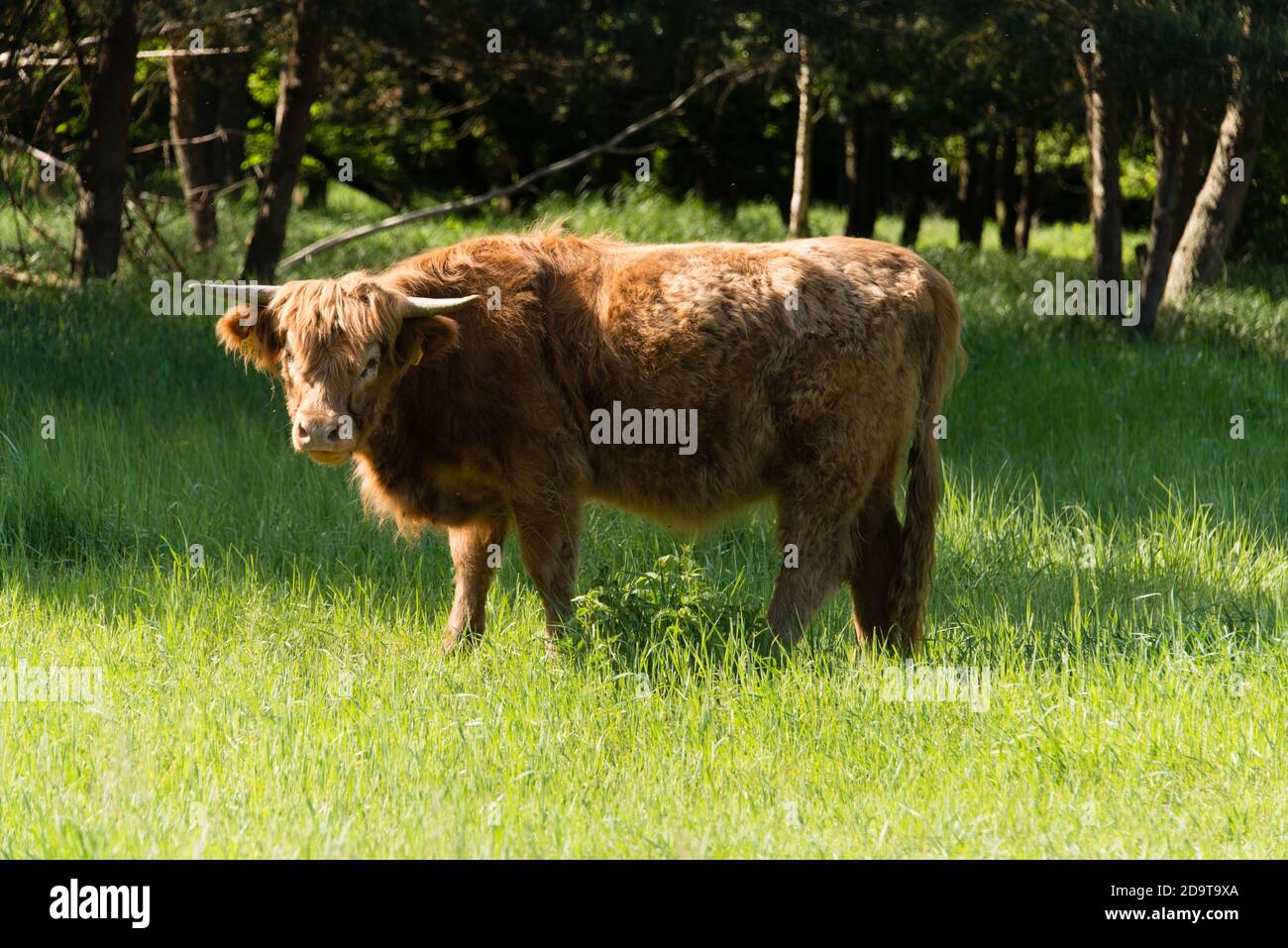 Scottish Highland Cattle at Hobrechtsfelde estate north of Berlin Stock Photo