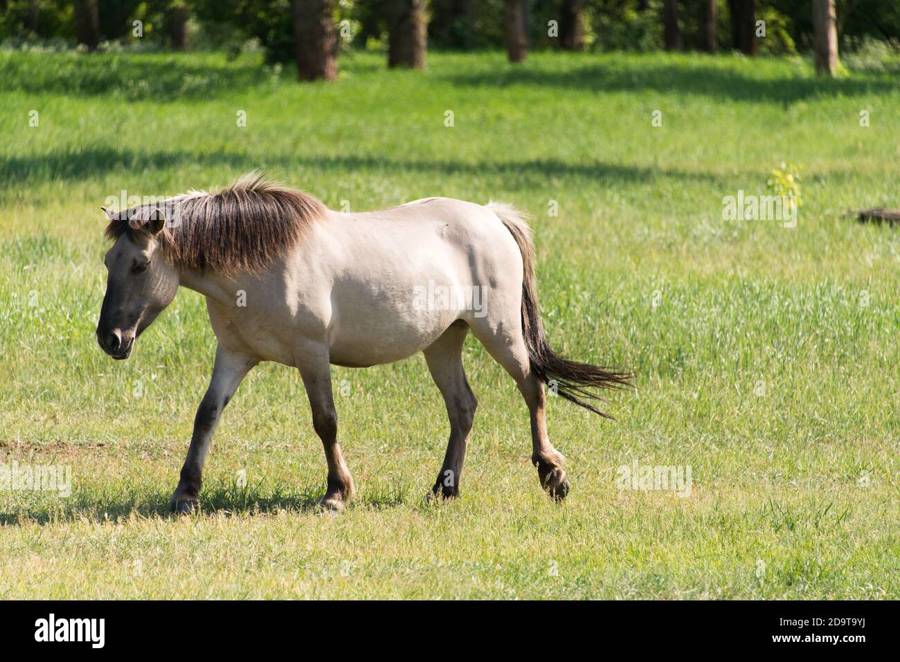 The wild horses of Berlin: a Konik horse at Hobrechtsfelde estate North of Berlin Stock Photo