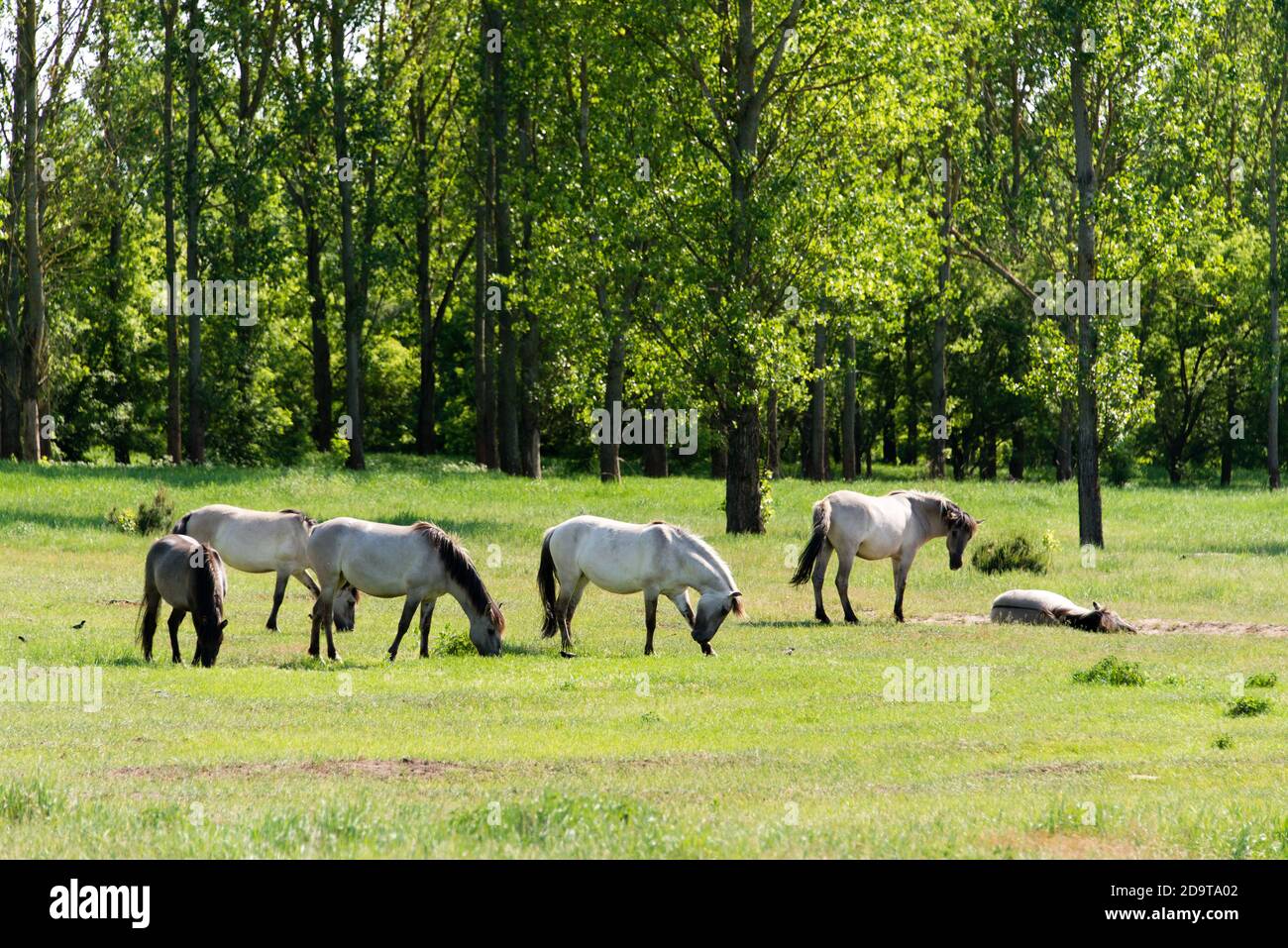 The wild horses of Berlin: a group of Konik horses at Hobrechtsfelde estate North of Berlin Stock Photo
