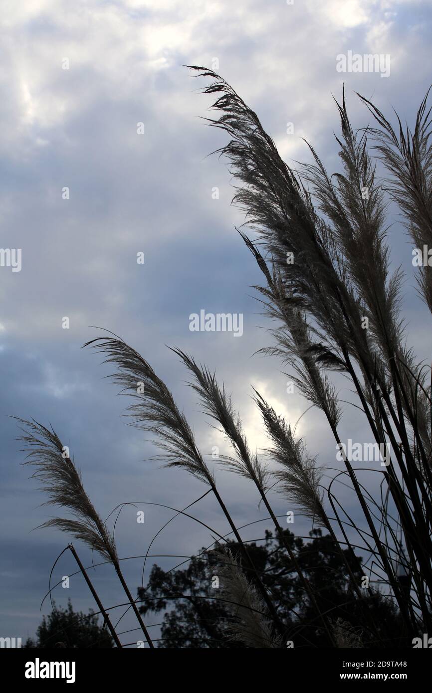 The soft silhouette of these tall dark reed grasses points to the ...