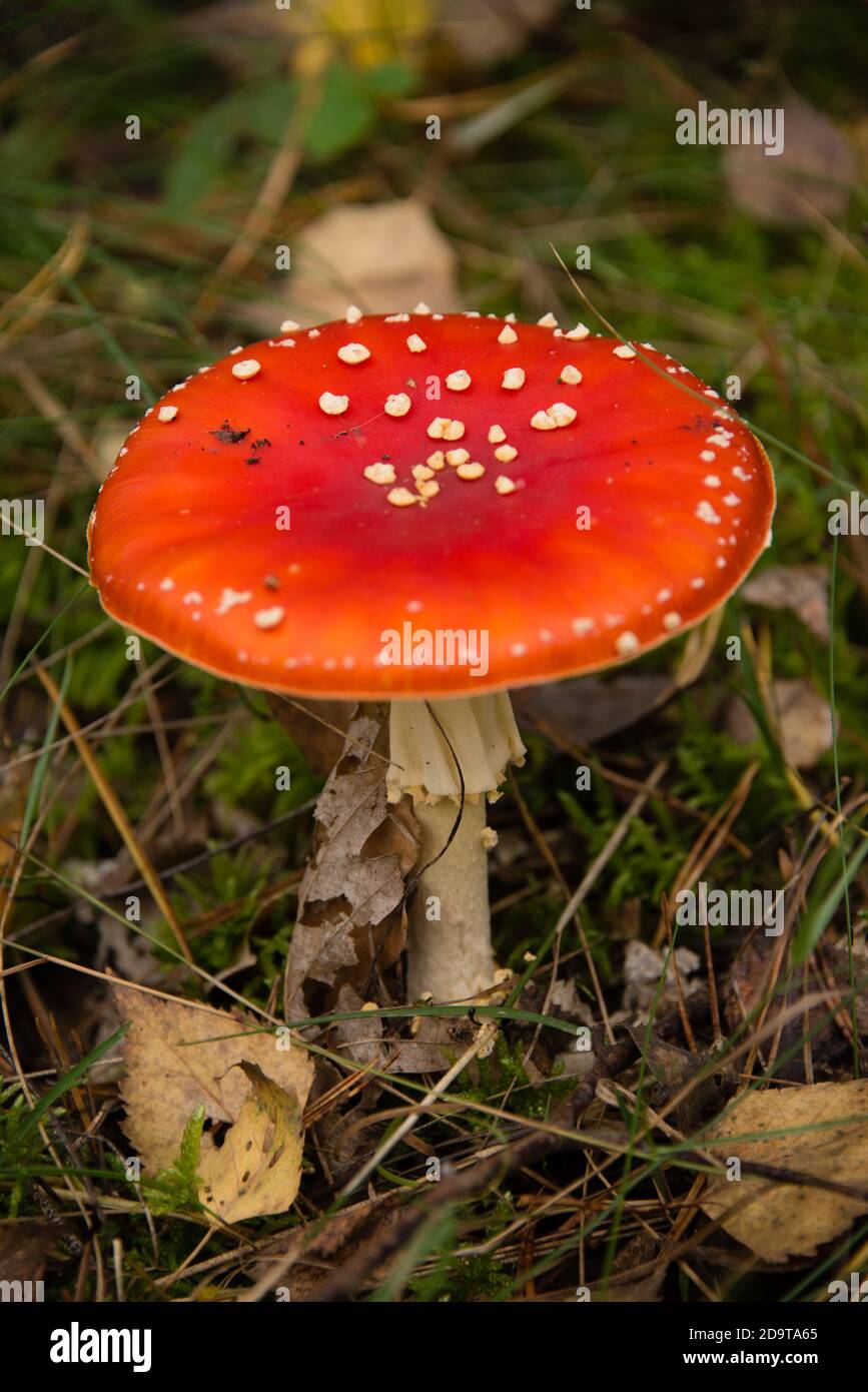 leuchtend roter Fliegenpilz in einem Brandenburger Wald - bright red fly agaric mushroom in a Brandenburg forest Stock Photo