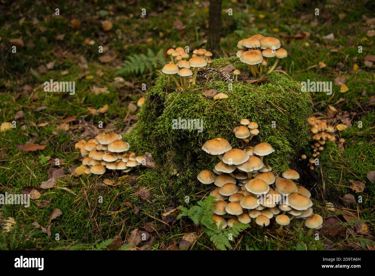 fungi sprawl on a stump Stock Photo